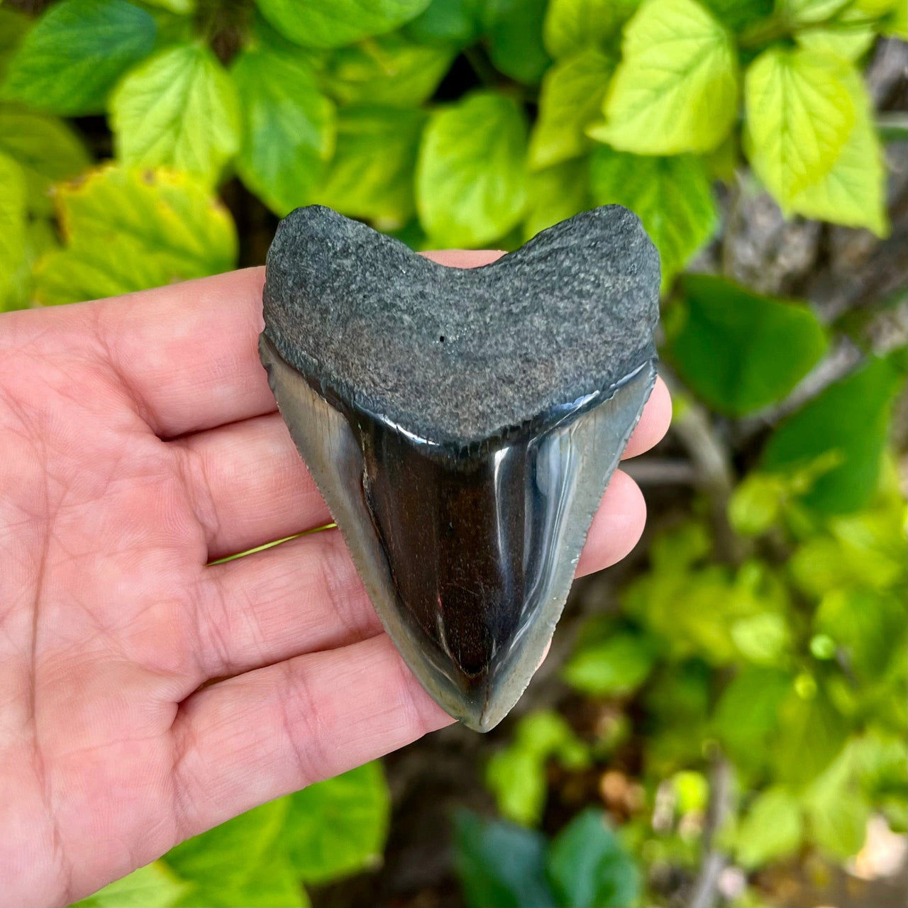 3 1/16” Polished Megalodon Tooth- Meg83