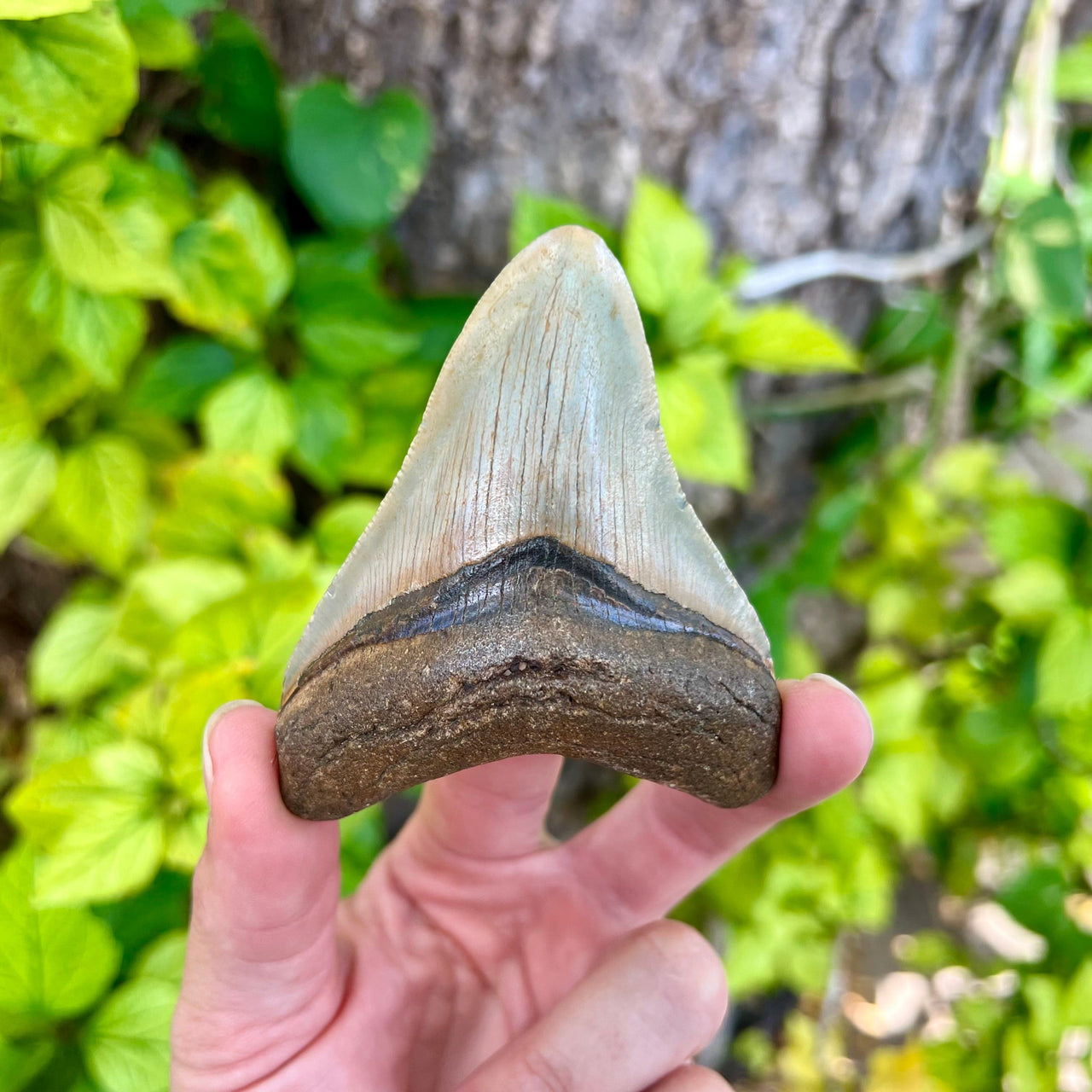 3 7/16" Megalodon Tooth Fossil - MEG38
