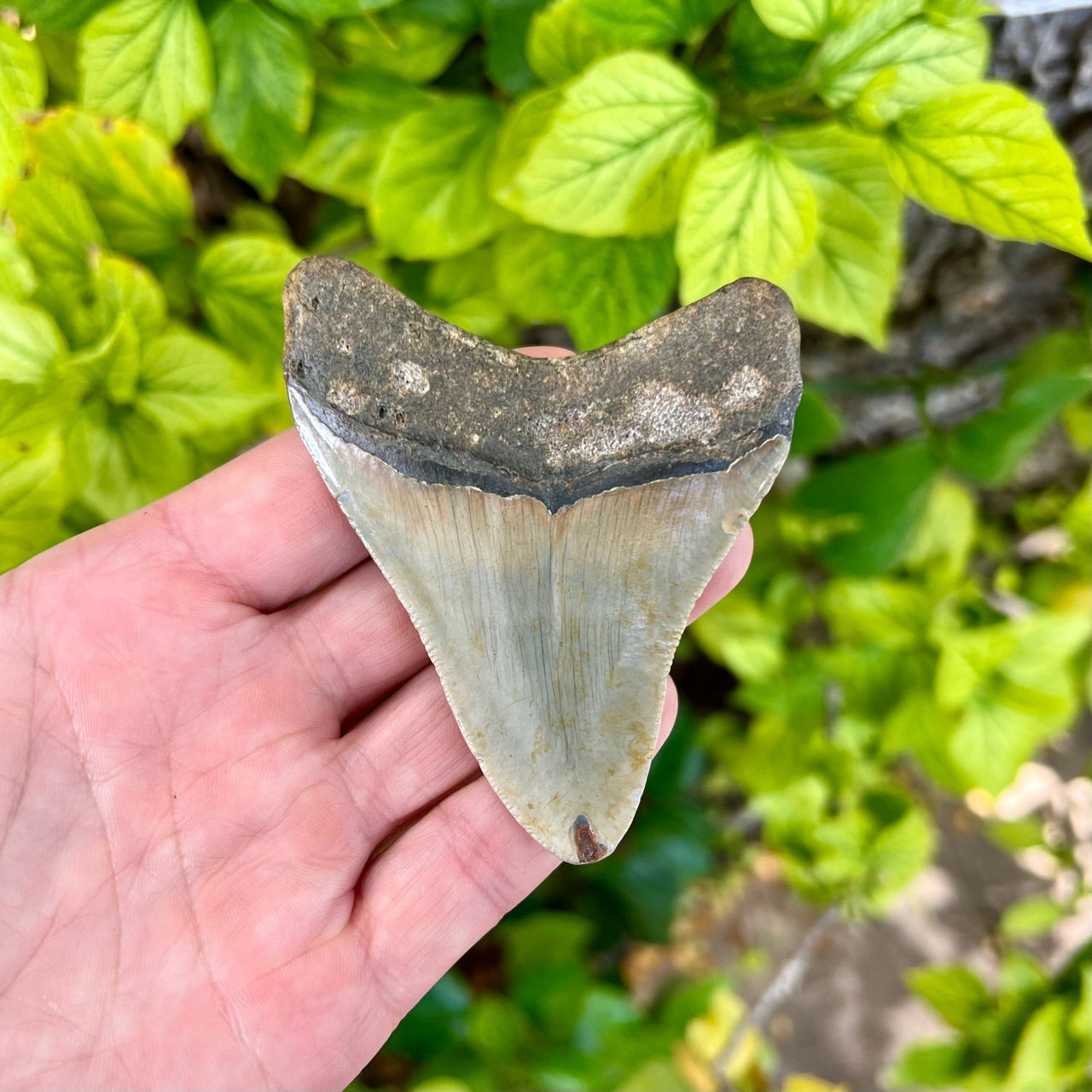 3 7/16" Megalodon Tooth Fossil - MEG38