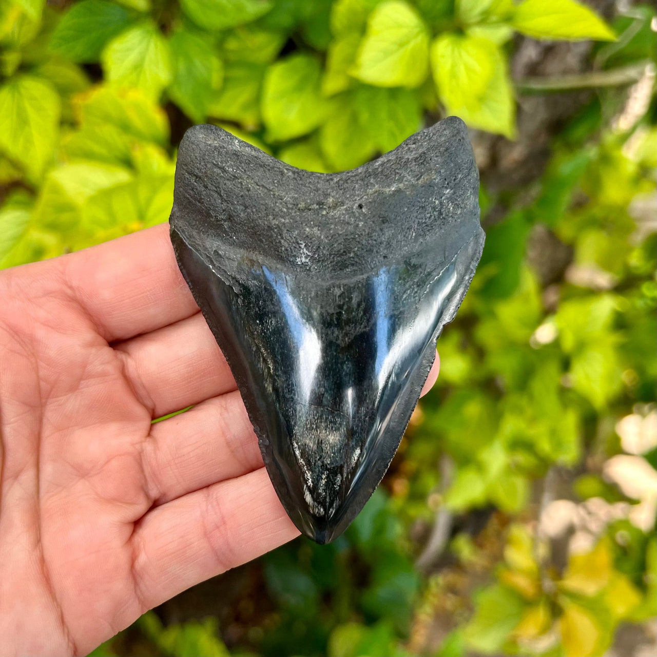 3 5/8” Polished Megalodon Tooth- Meg09