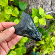 Hand holding a dark shark tooth fossil with green leaves in the background