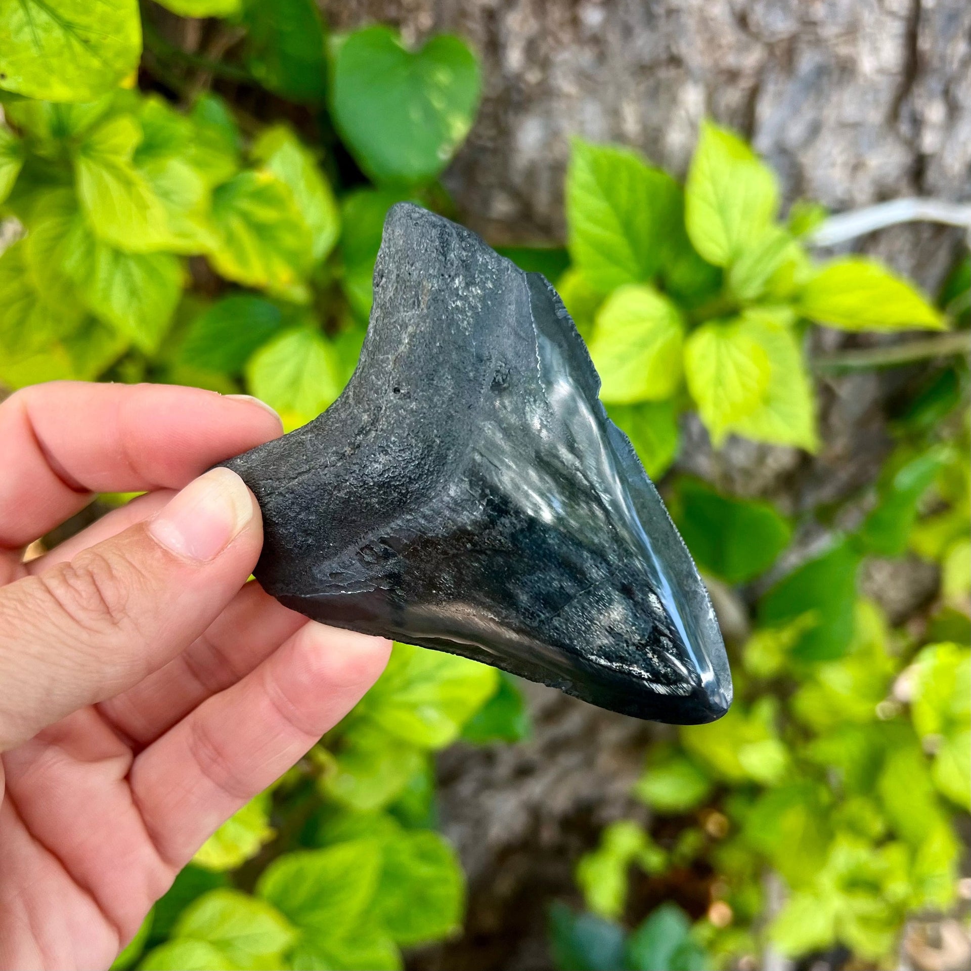 Hand holding a dark shark tooth fossil with green leaves in the background