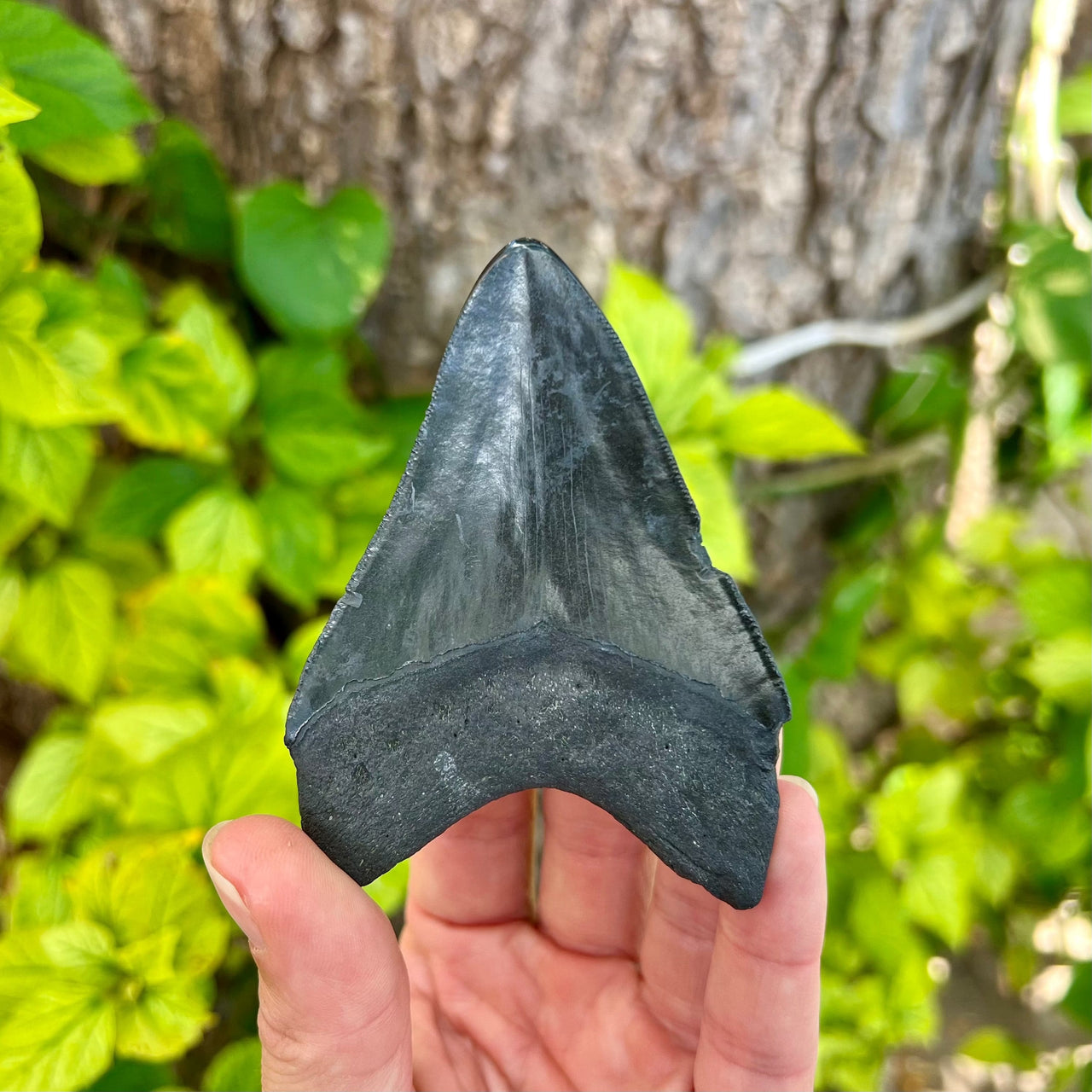 3 5/8” Polished Megalodon Tooth- Meg09