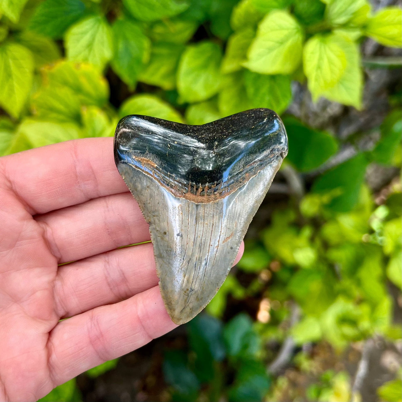 3” Megalodon Fossil Tooth- Meg58