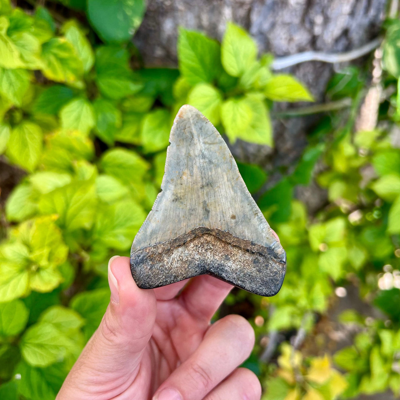 3” Megalodon Fossil Tooth- Meg58