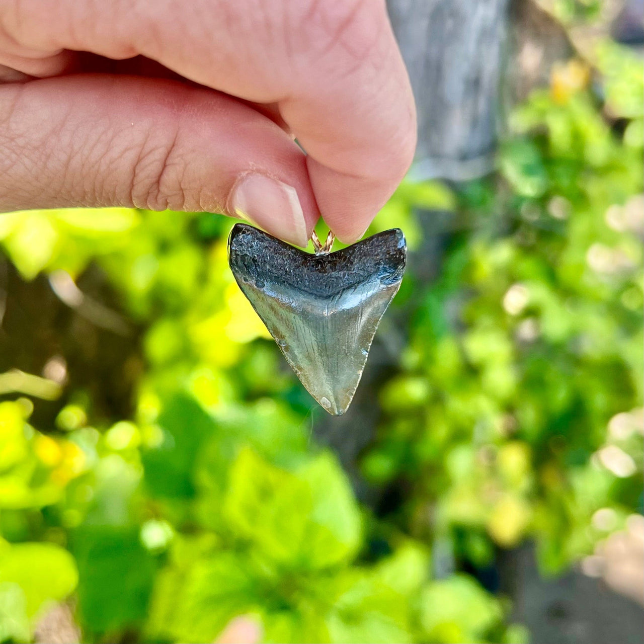 1 3/8” Mini Megalodon Tooth Pendant- STFP46