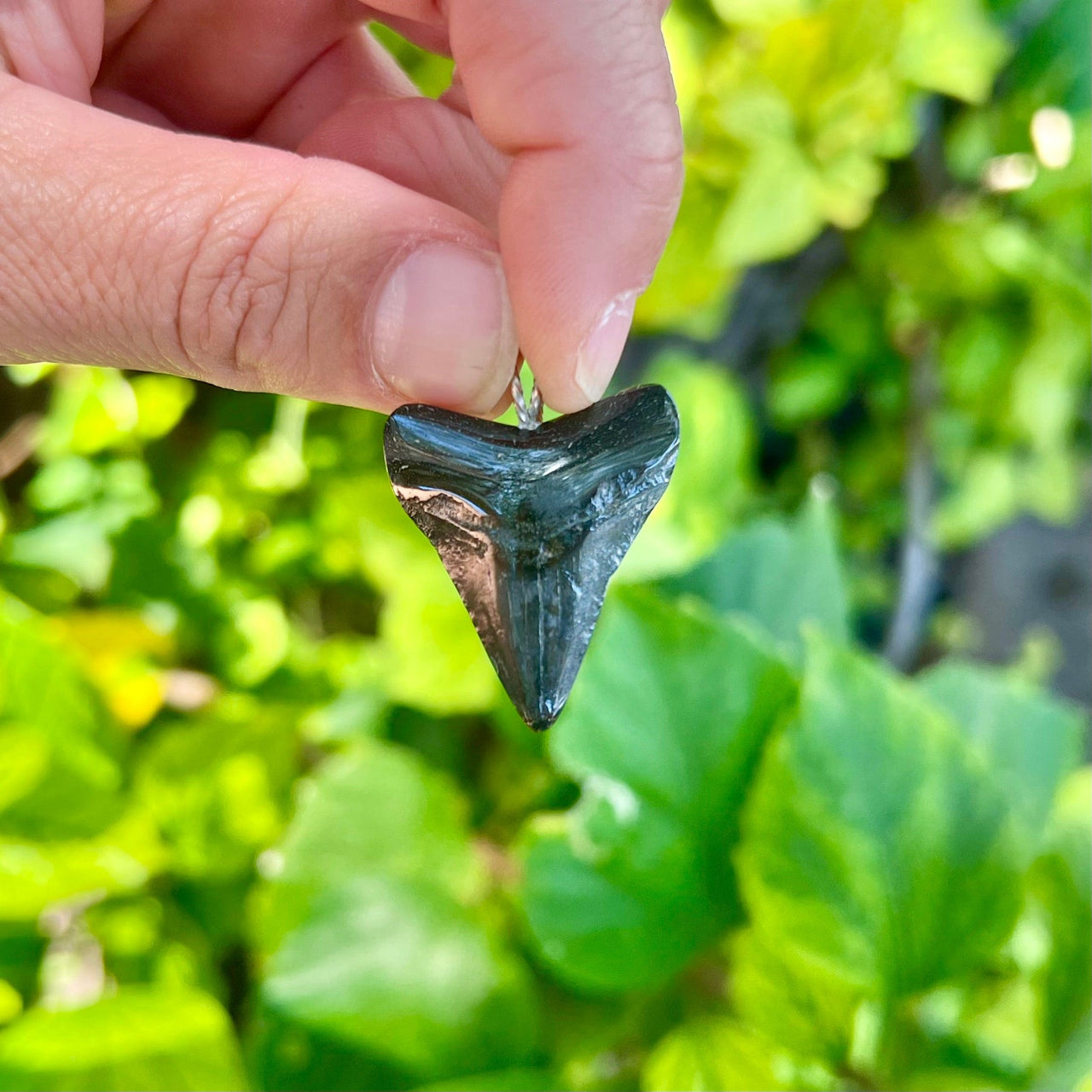 1 1/4" Petite Megalodon Tooth Pendant- STFP30