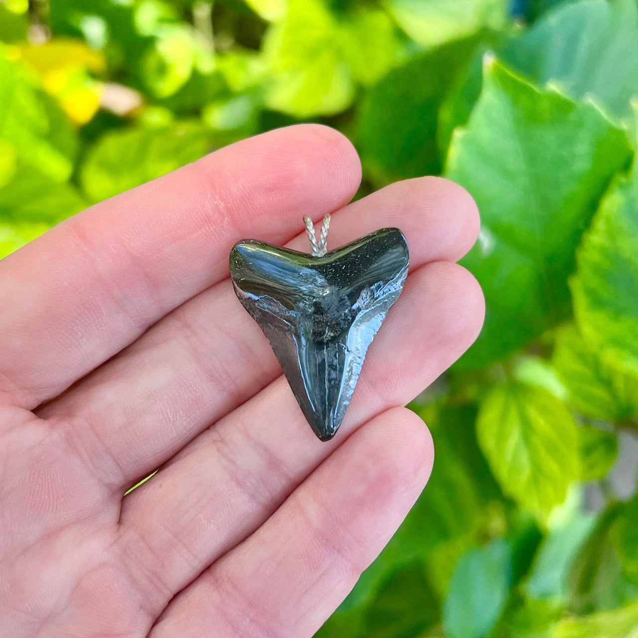 1 1/4" Petite Megalodon Tooth Pendant- STFP30