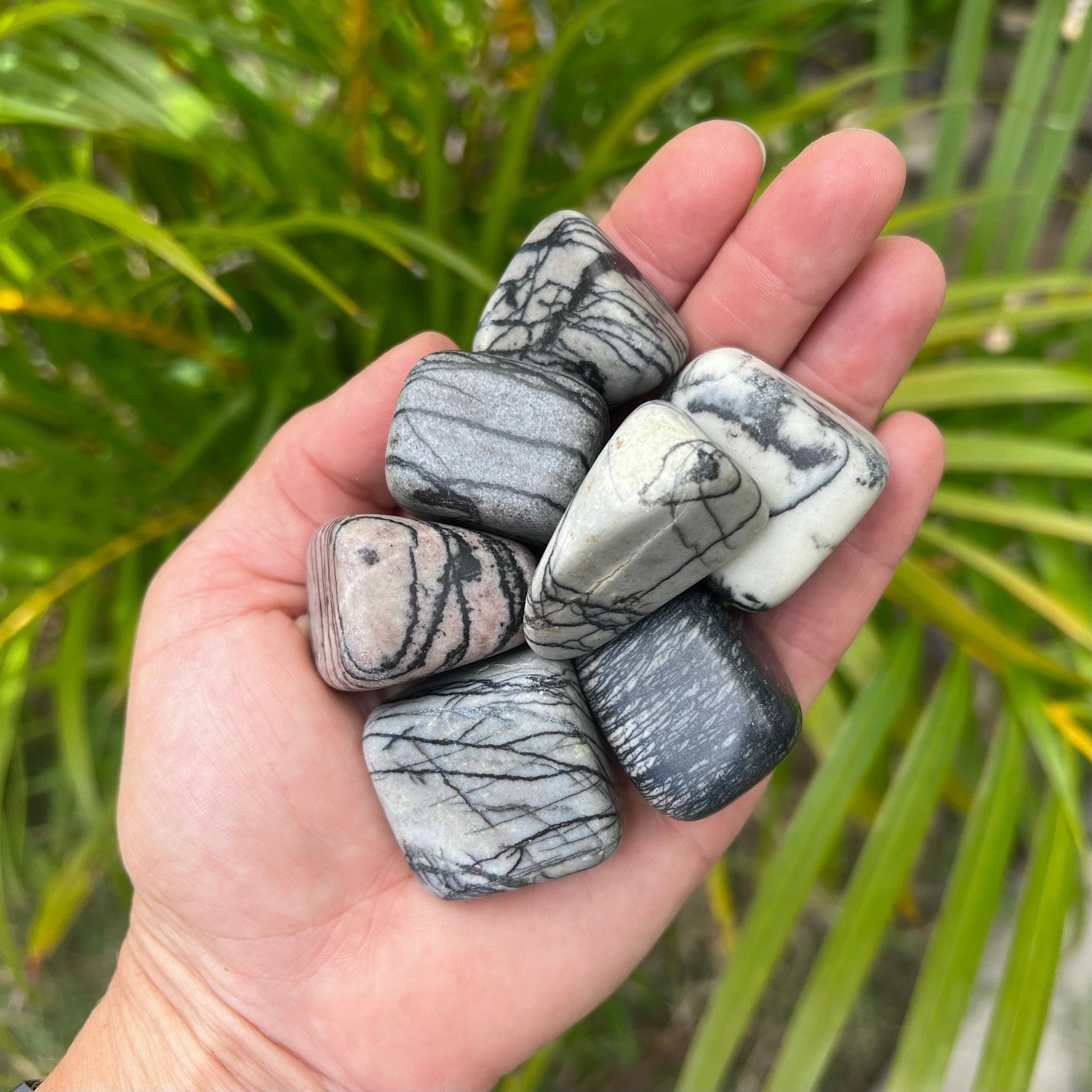 Person holding Picasso Jasper Pebbles