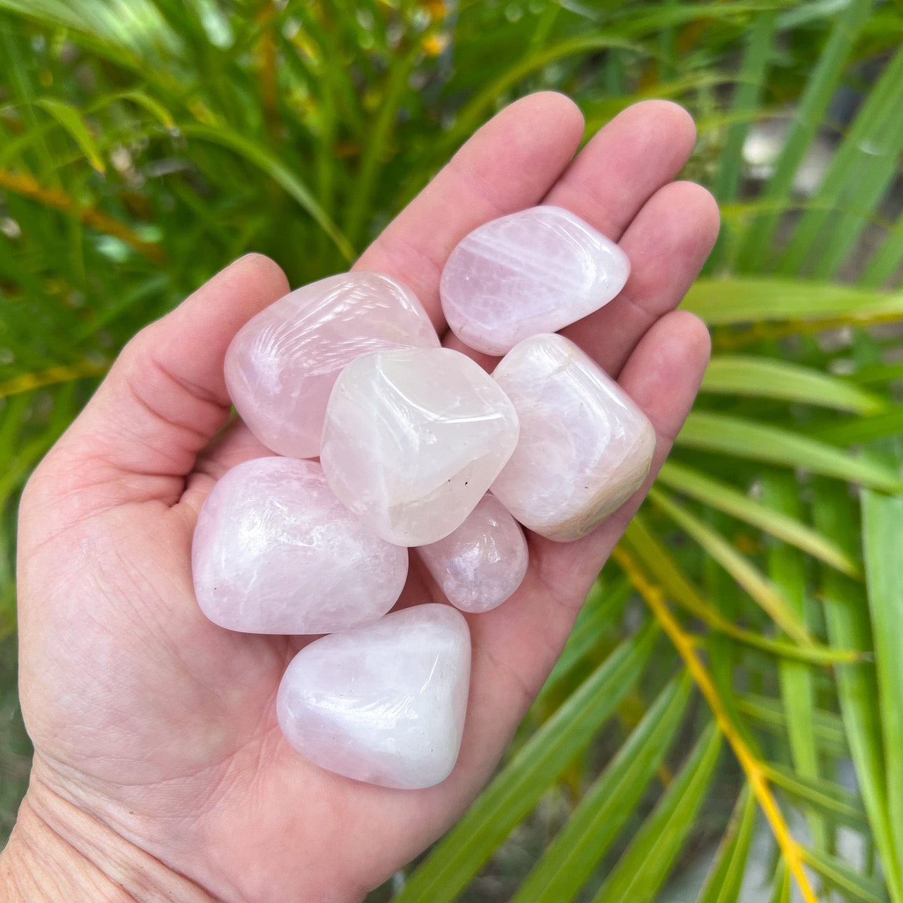 Polished Rose Quartz Pebbles