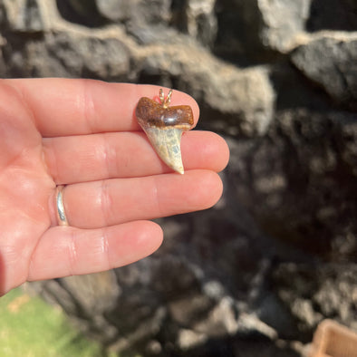 Captivating Fossil Mako Tooth Pendant- STFP20
