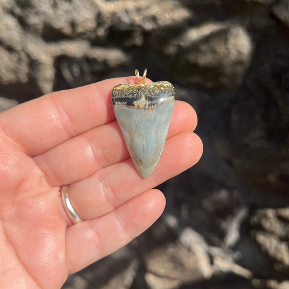 Fossil Great White Tooth Pendant- 22