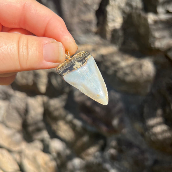 Fossil Great White Tooth Pendant- 22