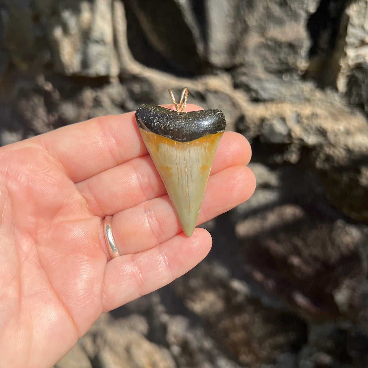 Elegant Fossil Mako Pendant- STFP10