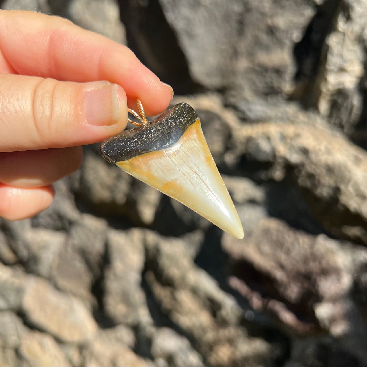 Elegant Fossil Mako Pendant- STFP10