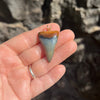 Hypnotizing Fossil Mako Tooth Pendant- STFP21