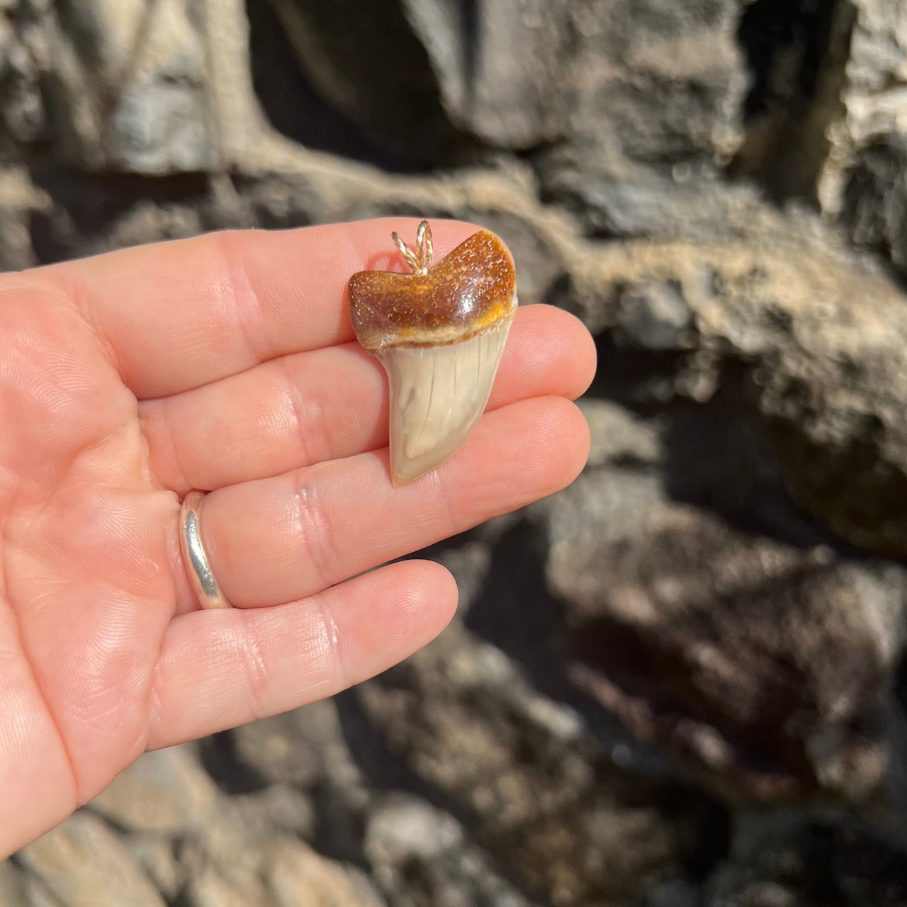 Ombré Fossil Mako Tooth Pendant- STFP28