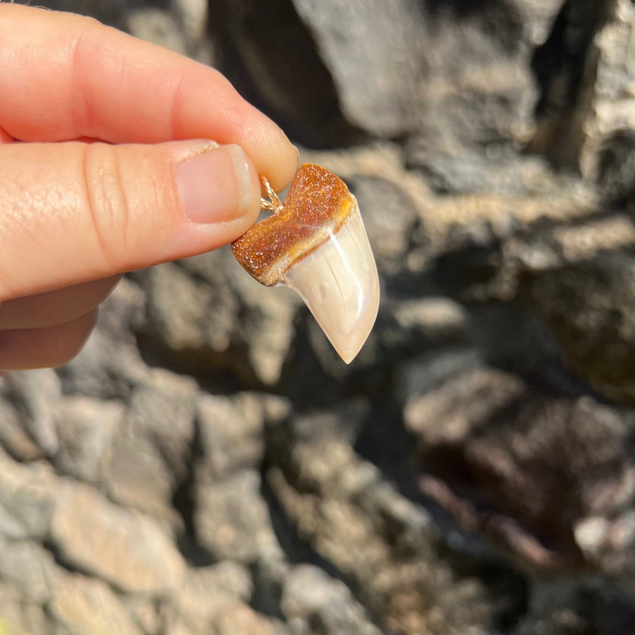 Ombré Fossil Mako Tooth Pendant- STFP28