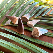 Moroccan Mosasaur Fossil Teeth on palm leaf