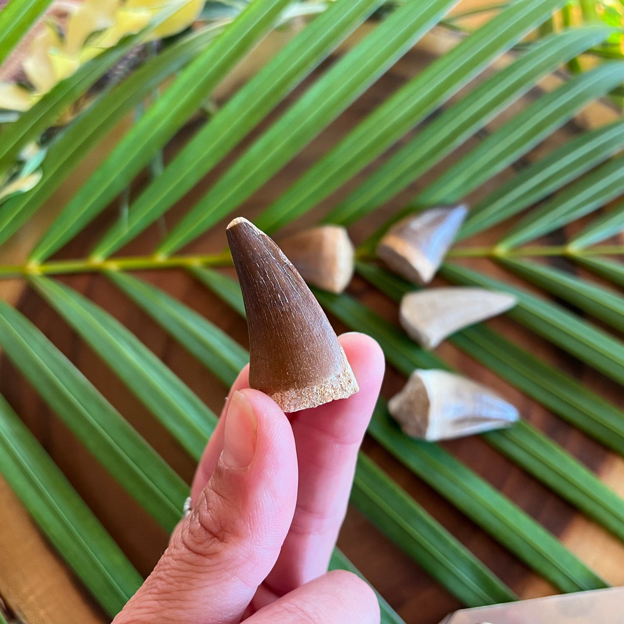 Moroccan Mosasaur Fossil Tooth