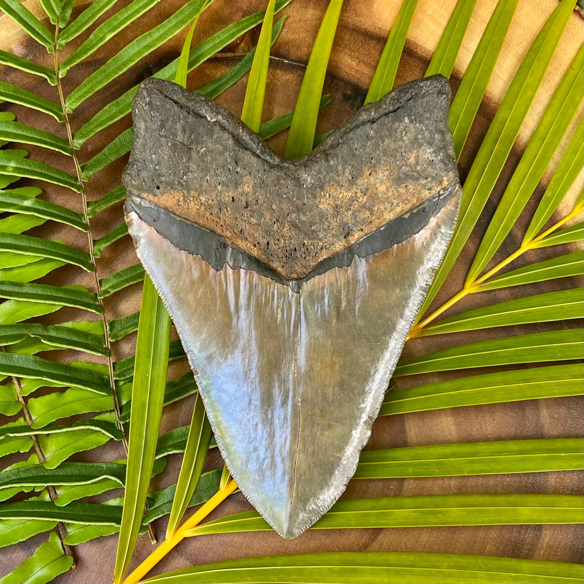 Back of 6 1/16” Large Megalodon Tooth Fossil