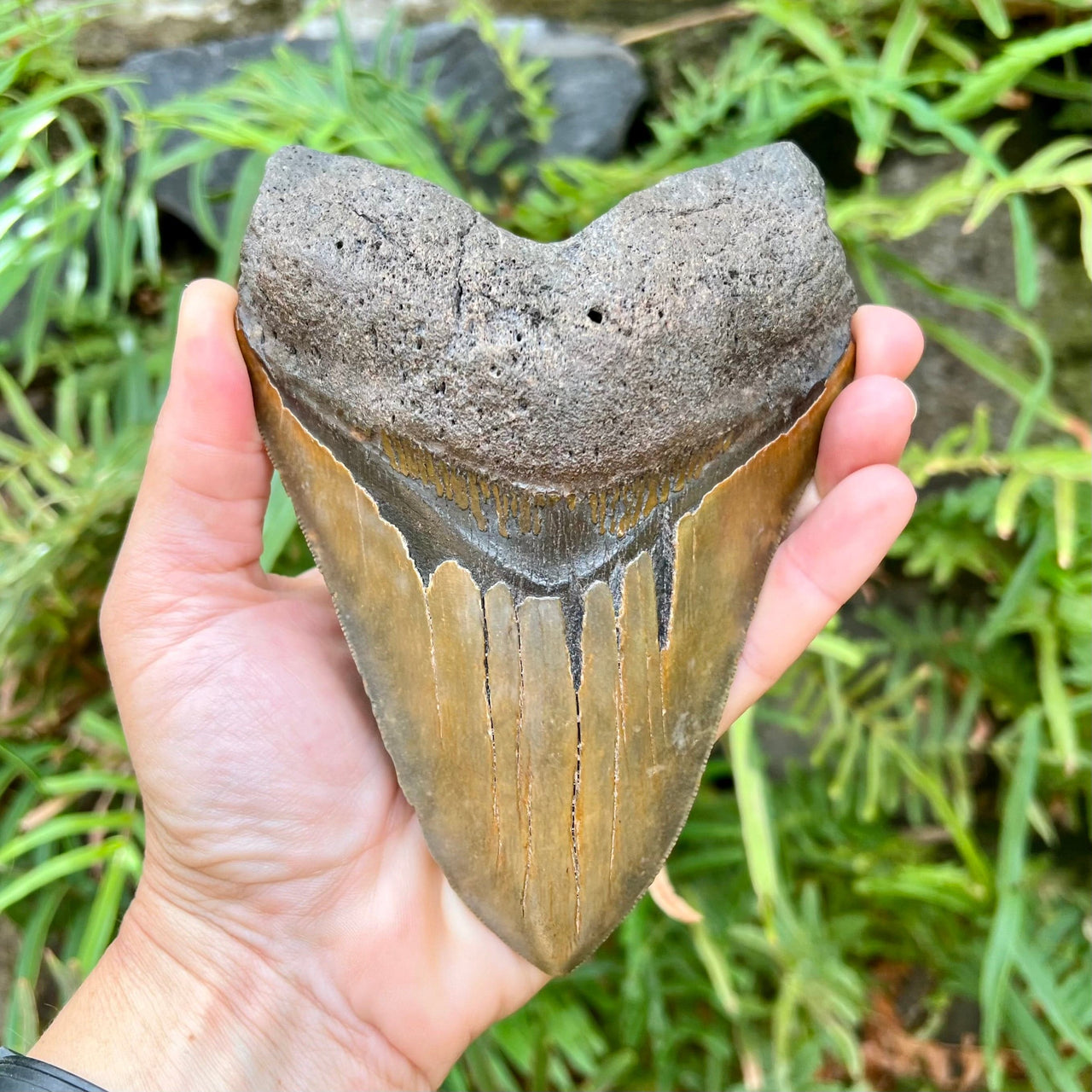 6 1/16” Behemoth Megalodon Tooth