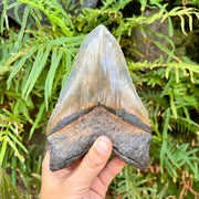 Back of 6 1/16” Behemoth Megalodon Tooth