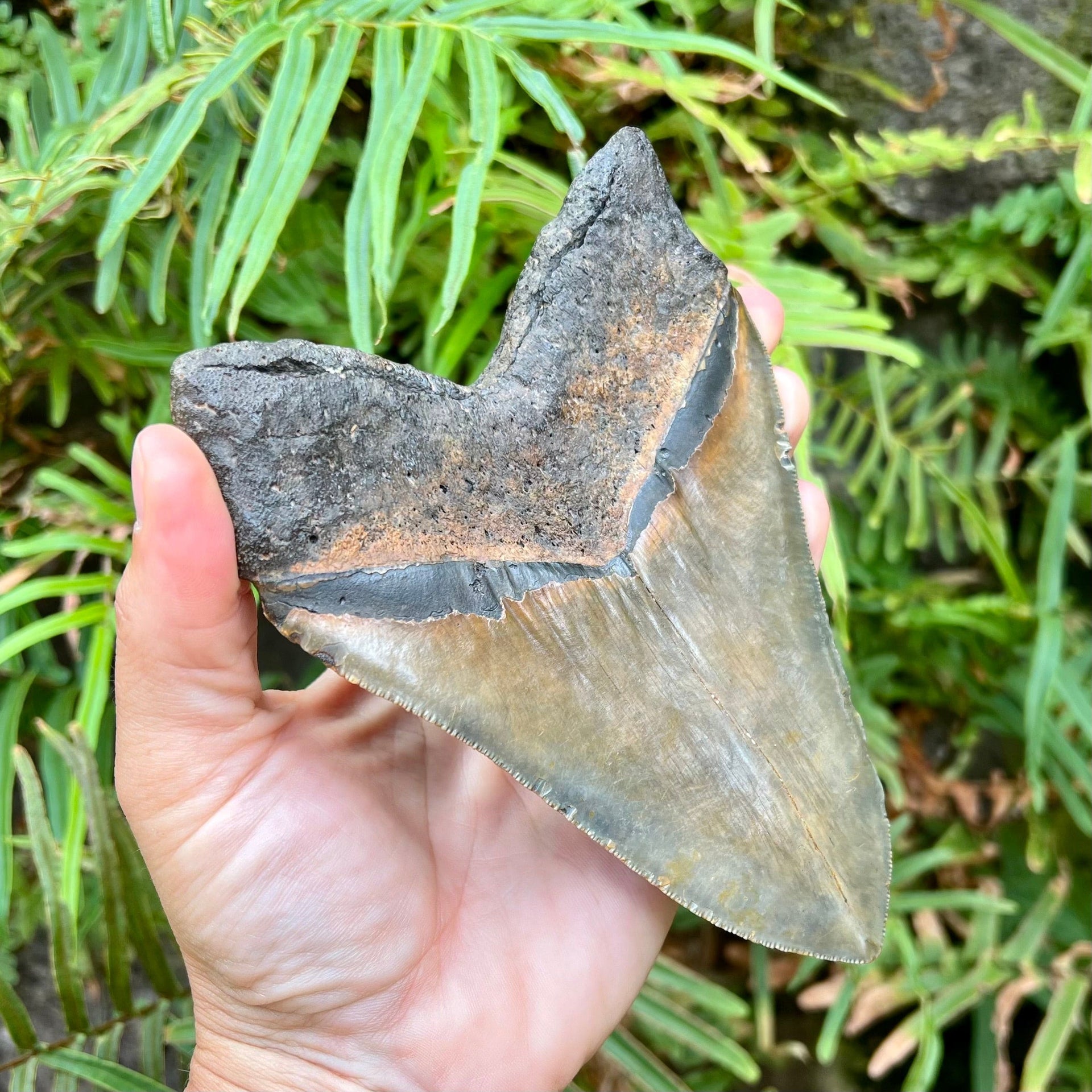 6 1/16” Behemoth Megalodon Tooth with Coffee Brown Root