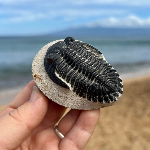 Hollardops Trilobite Fossil- Tril-4D