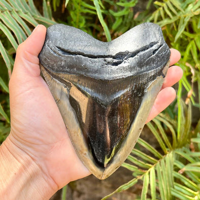 5 7/8” Massive Polished Megalodon Tooth- Meg55