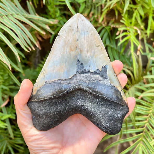 Back of 5 7/8” Polished Large Megalodon Tooth