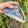 5 7/8” Massive Polished Megalodon Tooth Fossil