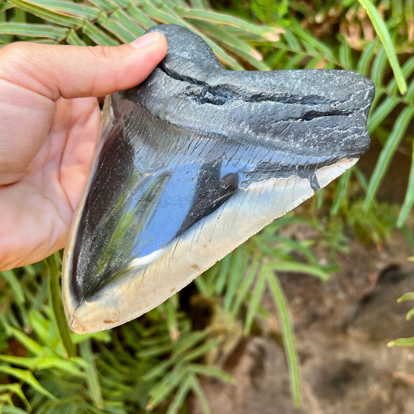 5 7/8” Massive Polished Megalodon Shark Tooth
