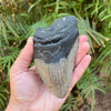 5 1/4" Partial Megalodon Tooth Fossil