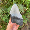 Back of 5 1/4" Partial Megalodon Tooth