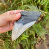 5 1/4" Partial Megalodon Shark Tooth