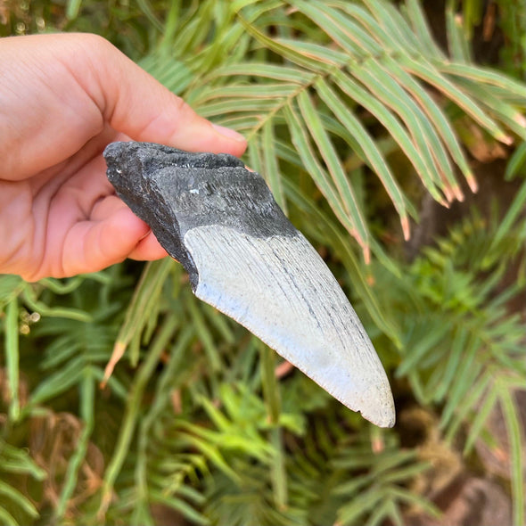 5.25 Inch Partial Megalodon Shark Tooth Fossil