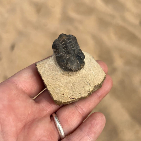 Tiny Fossil Trilobite- Fos2