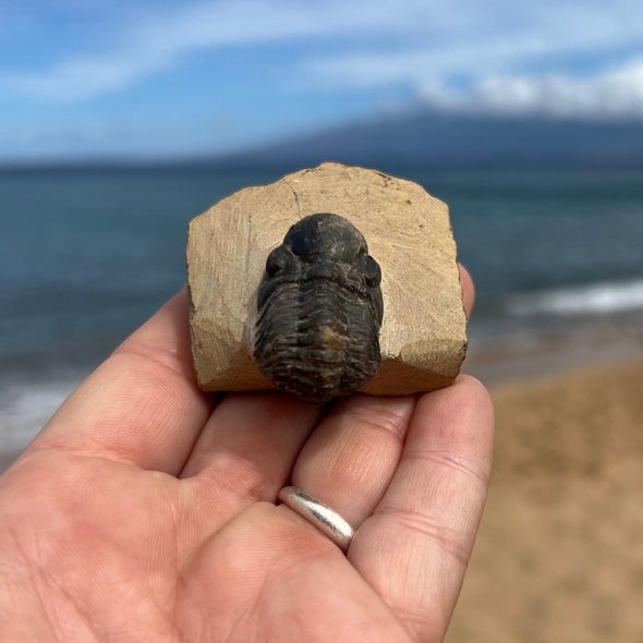 Tiny Fossil Trilobite- Fos2