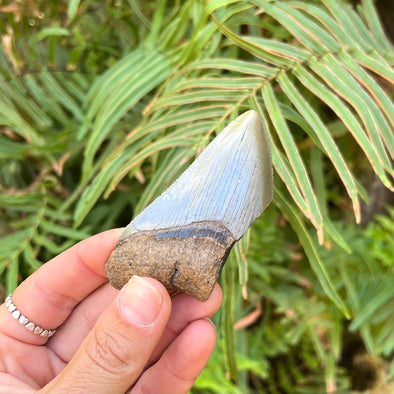 3 3/16" Partial Megalodon Tooth Fossil