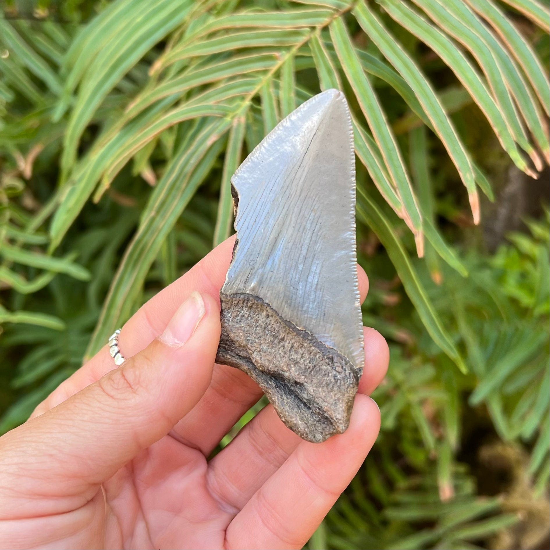 3 3/16 Inch Partial Megalodon Shark Tooth Fossil