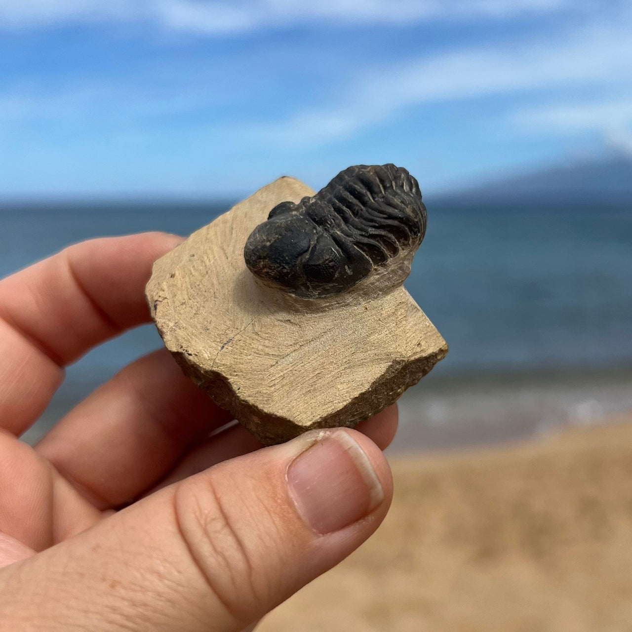 Tiny Fossil Trilobite- Fos2