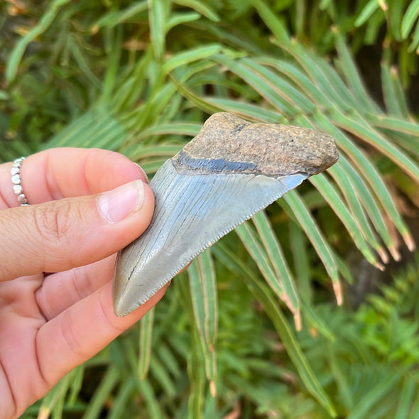 3 3/16" Partial Megalodon Tooth Fossil with Blue Hues