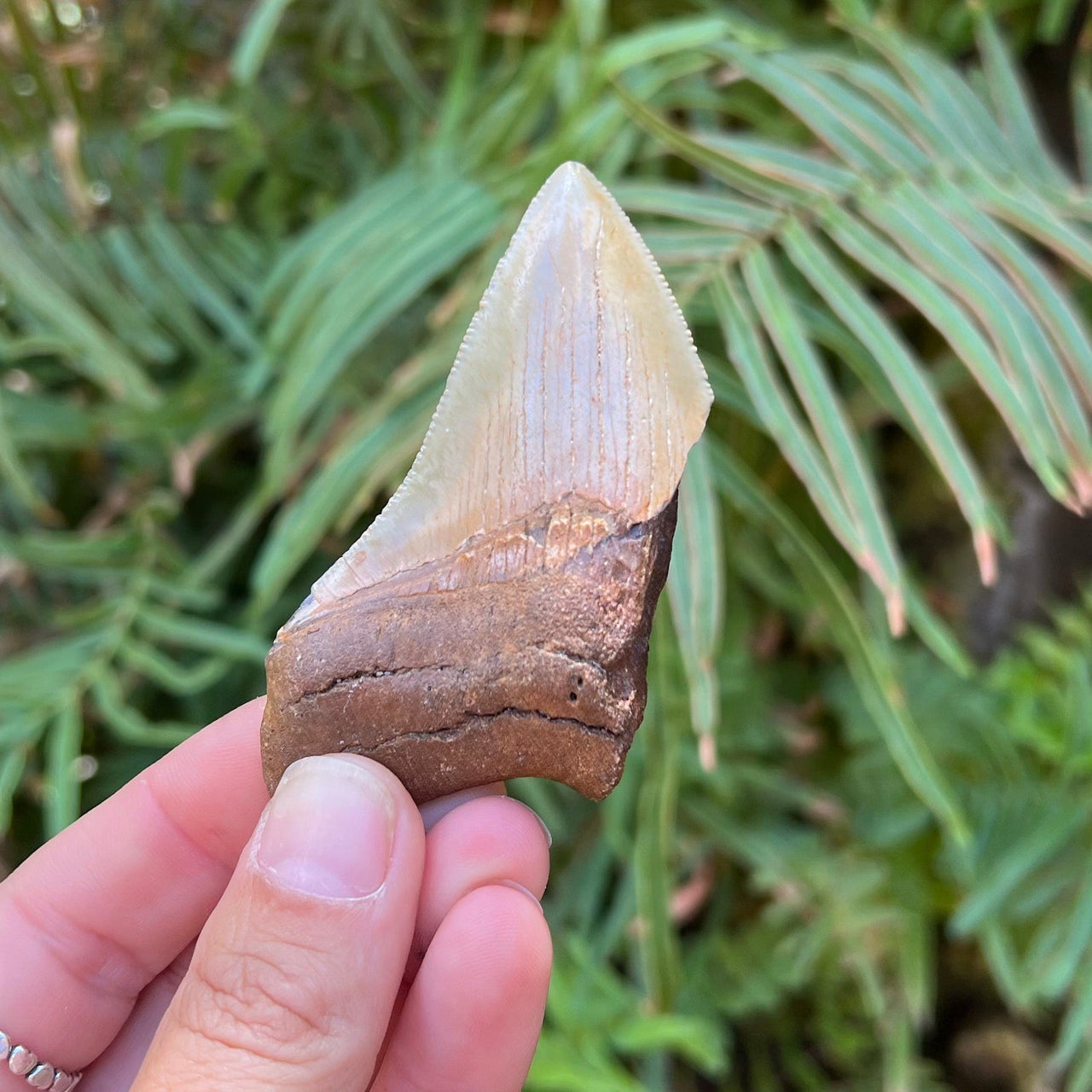 3 1/8" Partial Megalodon Tooth- MEG32