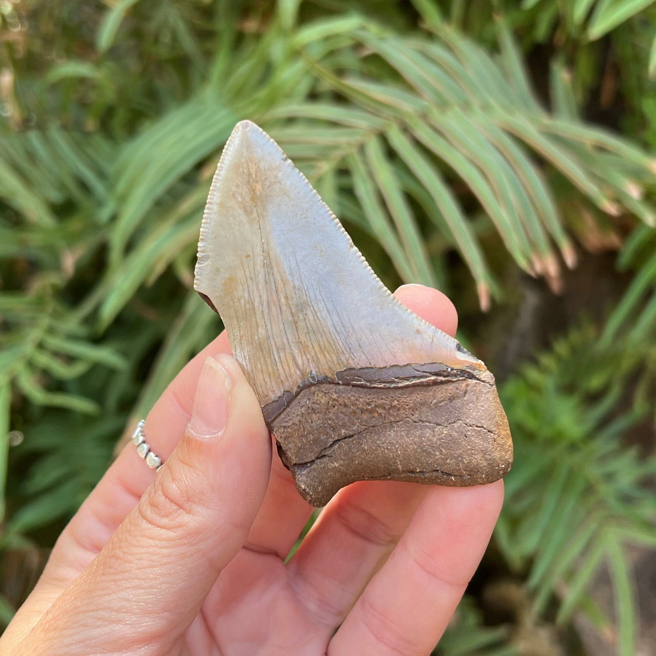 3 1/8" Partial Megalodon Tooth- MEG32