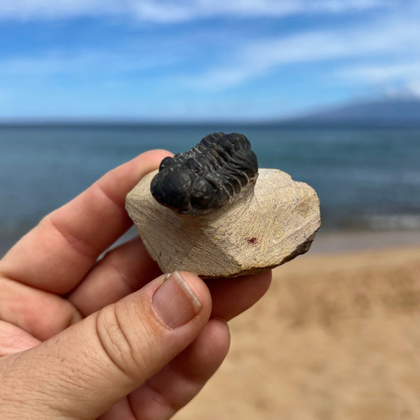 Tiny Fossil Trilobite- Fos3