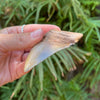 3 1/8" Partial Megalodon Tooth- MEG32