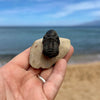 Tiny Fossil Trilobite- Fos3