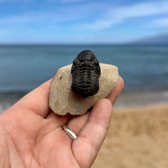 Tiny Fossil Trilobite- Fos3