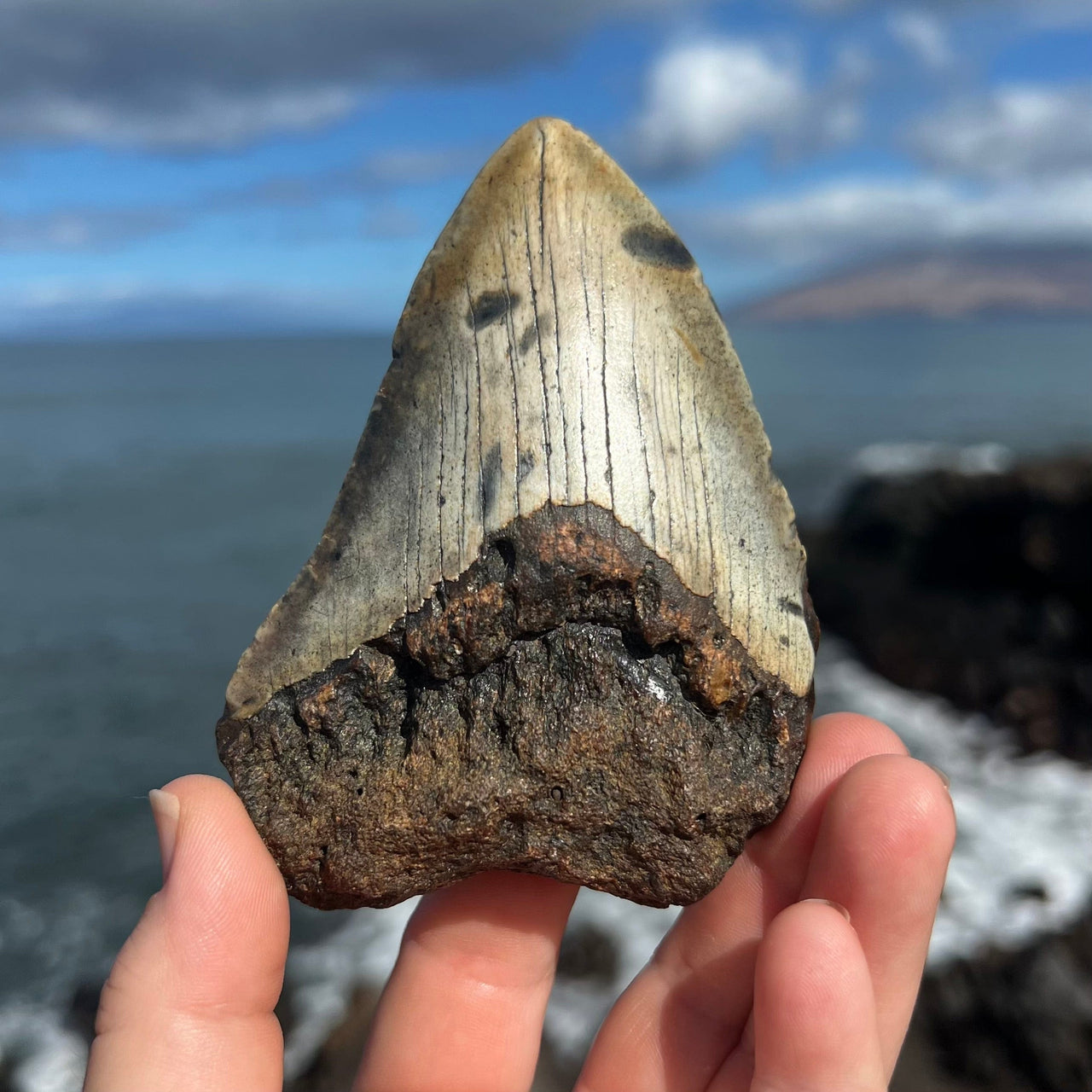 4 1/8” Partial Megalodon Tooth- Meg72